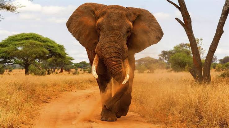 Elephants at Tarangire River