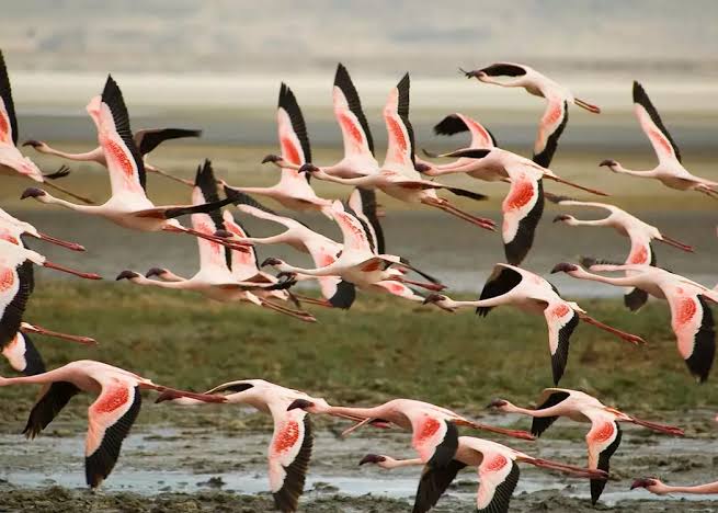 Flamingoes at Lake Manyara