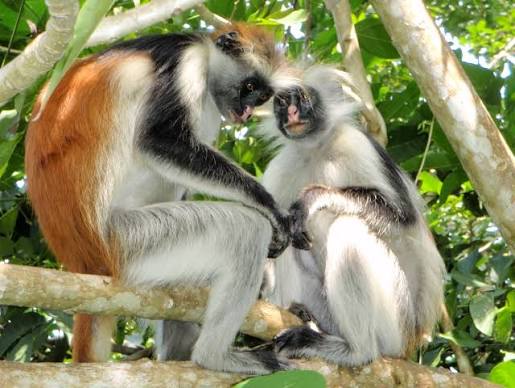 Red Colobus monkeys in Jozani Forest