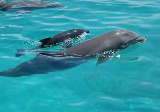 Dolphins swimming in Zanzibar