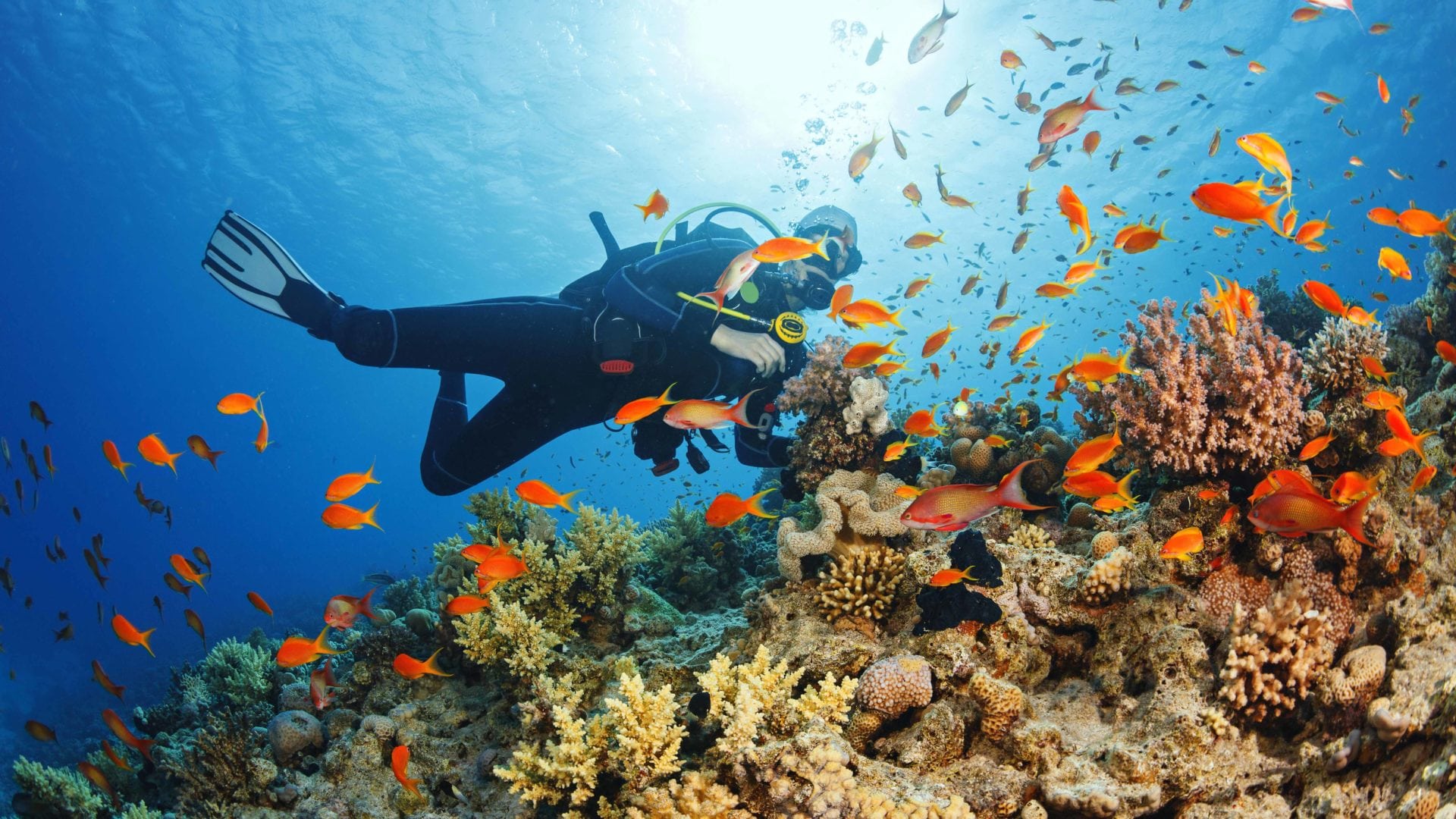 Mnemba Atoll Snorkeling Tour