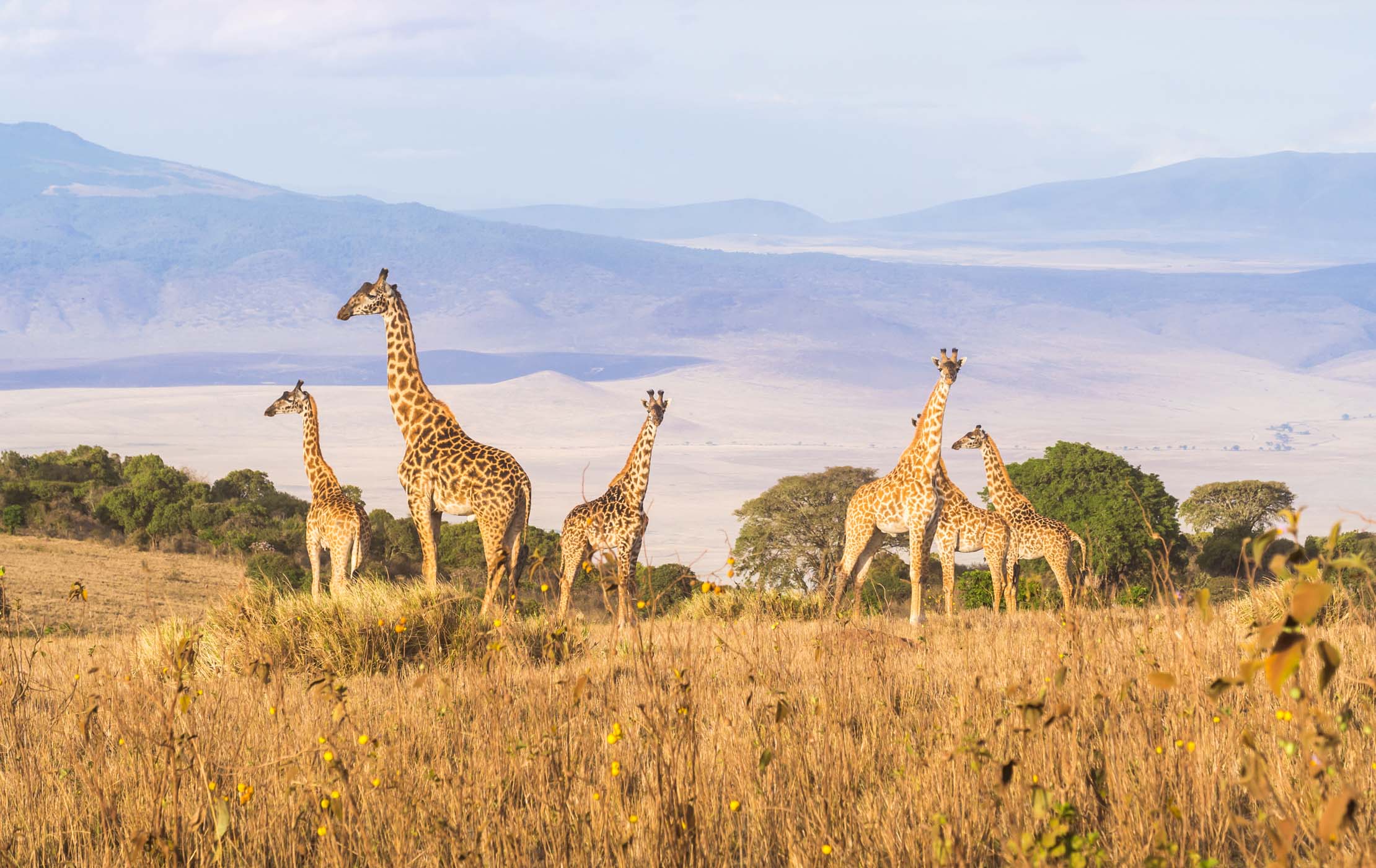 Ngorongoro Crater Safari