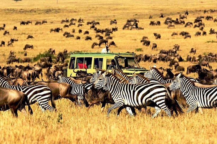 Zanzibar to Serengeti Safari