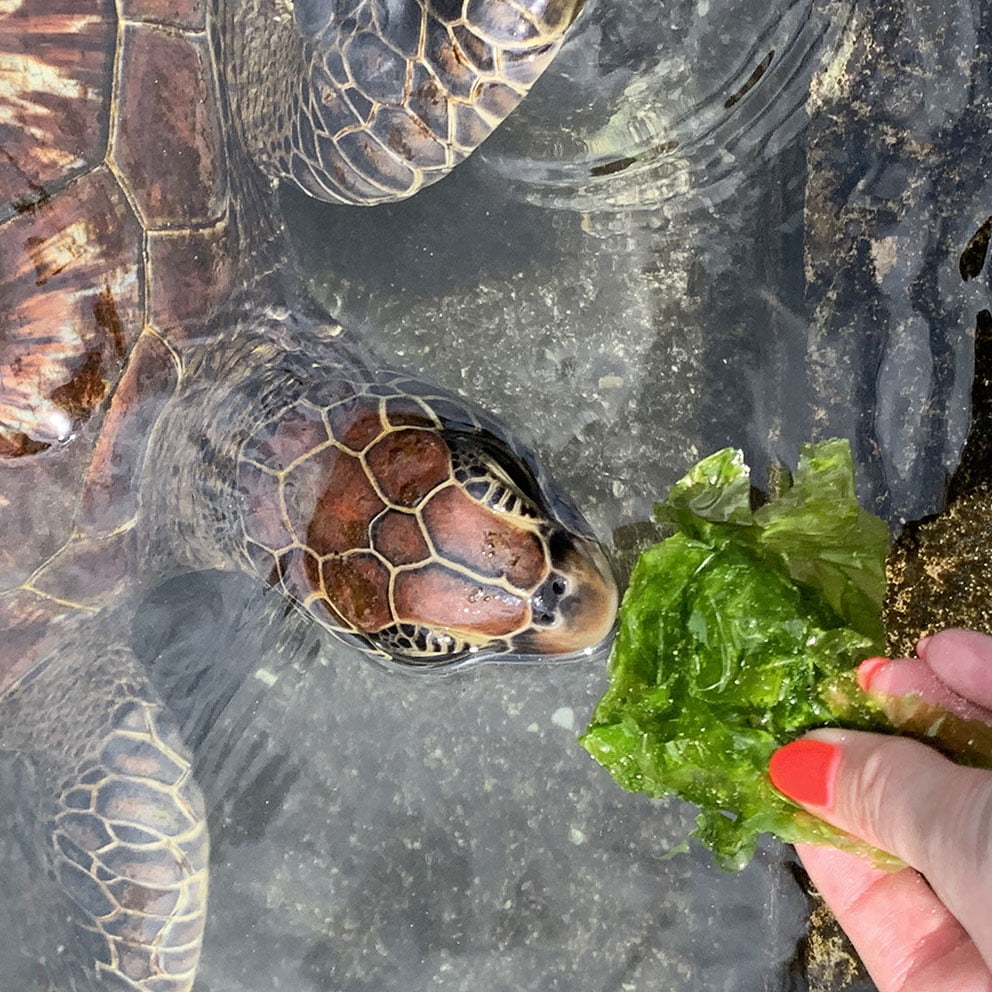 Nungwi Sea Turtles Tour