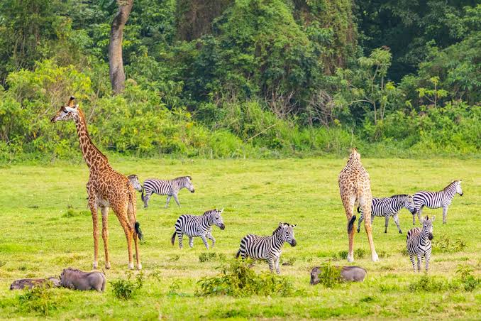 Arusha National Park Safari