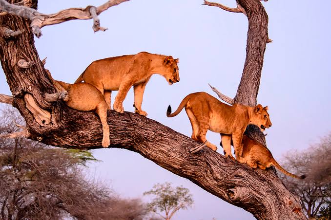 Lake Manyara National Park Safari